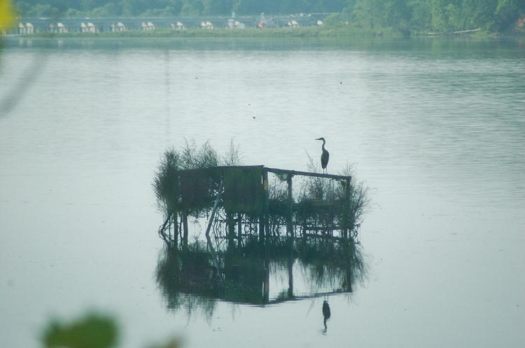 bird nest on water